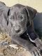 Great Dane Puppies for sale in Tyner, North Carolina. price: $900