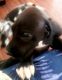 Great Dane Puppies for sale in Middleport, New York. price: $950