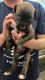 Great Dane Puppies for sale in Kings Mountain, North Carolina. price: $300