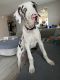 Great Dane Puppies for sale in Winter Haven, Florida. price: $2,800
