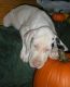 Great Dane Puppies for sale in Shamong Township, New Jersey. price: $600