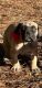 Great Dane Puppies for sale in Laurens, SC 29360, USA. price: $200,000