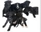 Great Dane Puppies for sale in Dalby, Queensland. price: $1,200