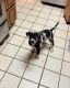 Great Dane Puppies for sale in Anaheim, California. price: $800