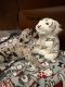 Great Dane Puppies for sale in Gilbert, Arizona. price: $1,300