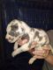 Great Dane Puppies for sale in Brazil, Indiana. price: $1,200