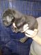Great Dane Puppies for sale in Brazil, Indiana. price: $500