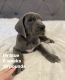 Great Dane Puppies for sale in Moreno Valley, California. price: $3,000
