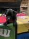 Great Dane Puppies for sale in Bridgeton, NJ 08302, USA. price: NA
