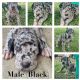 Great Dane Puppies for sale in Redcliffe, Queensland. price: $3,000