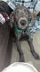 Great Dane Puppies for sale in Reno, Nevada. price: $450