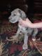 Great Dane Puppies for sale in Brazil, Indiana. price: $600