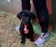 Great Dane Puppies for sale in Frankfort, Kentucky. price: $250