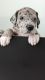 Great Dane Puppies for sale in Miramar, Florida. price: $1,700