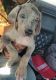 Great Dane Puppies for sale in Naples, Florida. price: $1,000