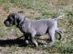 Great Dane Puppies for sale in Daly City, CA, USA. price: NA