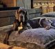 Great Dane Puppies for sale in Tucson, AZ, USA. price: $300,000