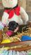 Great Dane Puppies for sale in St. Amant, Louisiana. price: $1,800