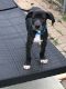 Great Dane Puppies for sale in Cibolo, Texas. price: $450