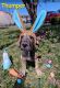 Great Dane Puppies for sale in Strasburg, Virginia. price: $600