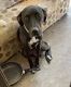 Great Dane Puppies for sale in Queanbeyan, New South Wales. price: $300