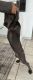 Great Dane Puppies for sale in Miami, Florida. price: NA