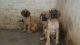 Great Dane Puppies for sale in Ahmedabad, Gujarat, India. price: 2 INR