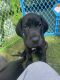 Great Dane Puppies for sale in Drexel Hill, Pennsylvania. price: $1,700