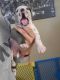 Great Dane Puppies for sale in Perris, California. price: $1,200