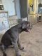 Great Dane Puppies for sale in Miami, Florida. price: NA