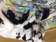 Great Dane Puppies for sale in Battle Creek, MI, USA. price: NA
