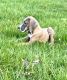 Great Dane Puppies for sale in Belleville, Michigan. price: $950