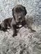 Great Dane Puppies for sale in Chesterfield, Michigan. price: $800