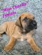 Great Dane Puppies for sale in Chesterfield, Michigan. price: $900
