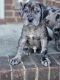 Great Dane Puppies for sale in Birmingham, Alabama. price: $500