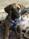 Great Dane Puppies for sale in Lee's Summit, Missouri. price: $500