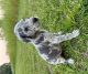 Great Dane Puppies for sale in Green Sea, SC 29545, USA. price: $1,800