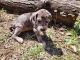 Great Dane Puppies for sale in Mayfield, NY, USA. price: $1,500