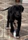 Great Dane Puppies for sale in Dallas, Texas. price: $600