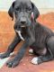 Great Dane Puppies for sale in Green Sea, South Carolina. price: $800