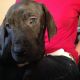 Great Dane Puppies for sale in Cleveland, OH, USA. price: NA