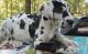 Great Dane Puppies for sale in Provo, UT, USA. price: NA