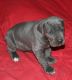 Great Dane Puppies for sale in North Branch, MI 48461, USA. price: NA