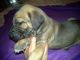 Great Dane Puppies for sale in Mill Creek, WV 26280, USA. price: NA