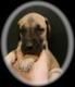 Great Dane Puppies for sale in Indianapolis, IN, USA. price: $900