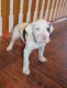 Great Dane Puppies for sale in St Pete Beach, FL, USA. price: NA