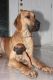 Great Dane Puppies for sale in Ratlam, Madhya Pradesh 457001, India. price: 19000 INR