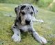 Great Dane Puppies for sale in Afton, IA 50830, USA. price: $500