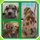Great Dane Puppies for sale in Armada, MI 48005, USA. price: NA