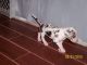 Great Dane Puppies for sale in Evansville, IN, USA. price: NA
